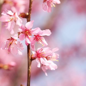 樱花。在春天的樱花。美丽的粉红色花朵