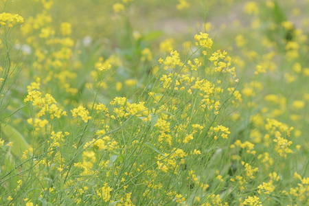 菜籽油甘蓝油菜花场