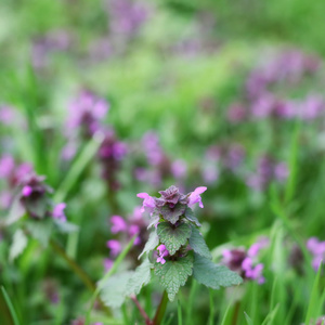 许多开花死荨麻与紫色花, 红色死荨麻, 紫色死荨麻, velikdenche, Lamium 象