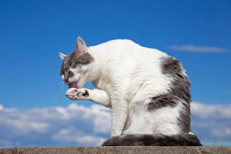 白色和灰色的猫在屋顶上