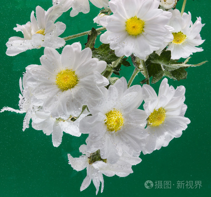 甘菊上的露珠滴眼液