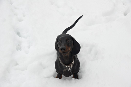 黑色和棕色吠腊肠在雪中