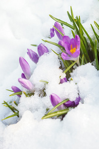 紫色的番红花在洁白的雪地上