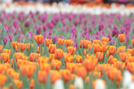 花卉展上的郁金香花场