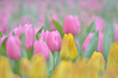 郁金香花卉字段中