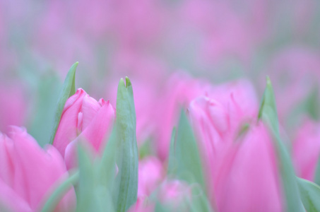 郁金香花卉字段中