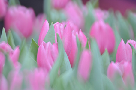 美丽的粉红色郁金香花场人工林