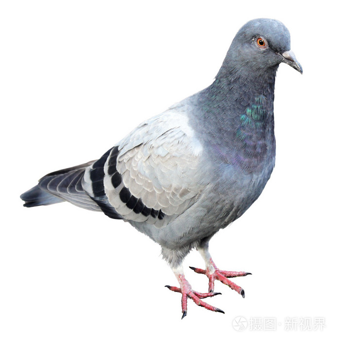常见的灰鸽子