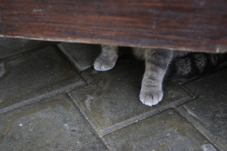 从板凳下的灰色毛茸茸的猫爪图片