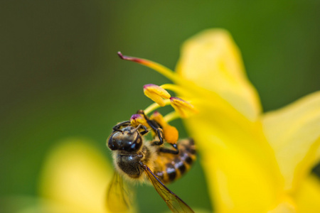 在黄色花朵小蜜蜂