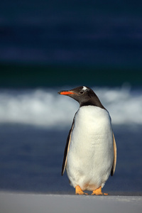 Gentoo 企鹅站在白色的沙滩上