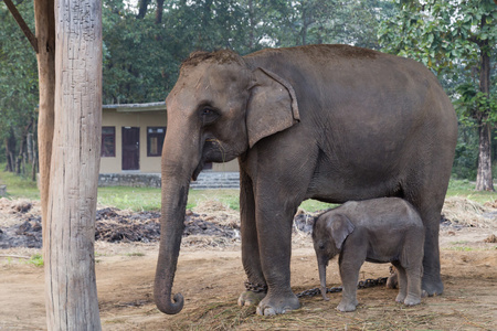 大象妈妈和在尼泊尔奇特旺国家公园
