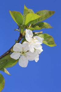 樱桃开花枝