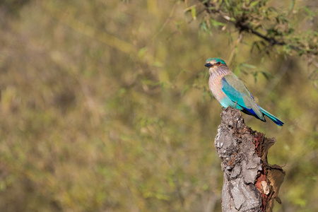 印度的滚子，鸟在印度迦国立公园