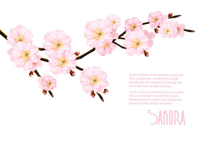 春天盛开的樱花树枝与自然背景。矢量