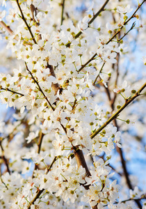 春天的白花