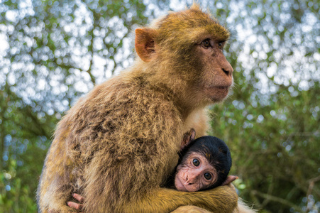 猴子在直布罗陀岩石