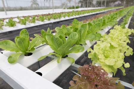 水培生菜蔬菜种植在农业农场