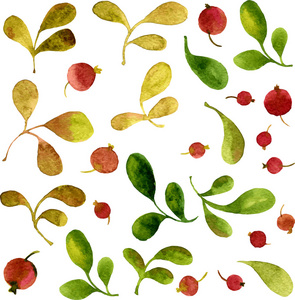 矢量水彩绿色的叶子和红色浆果