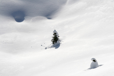 小小圣诞树孤立的雪下图片