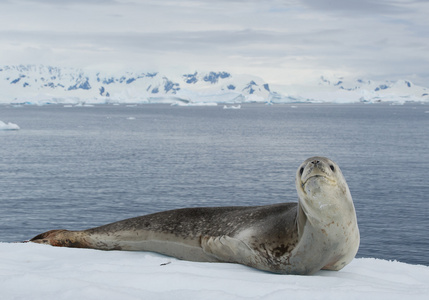 豹海豹在浮冰上休息