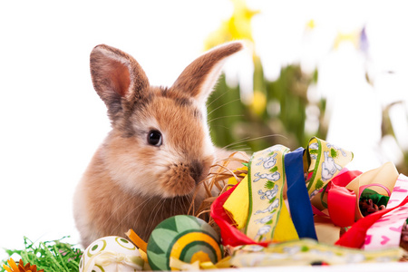多彩的复活节兔子蛋在白色背景上