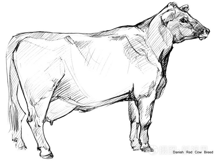 奶牛铅笔素描. 动物农场. 丹麦