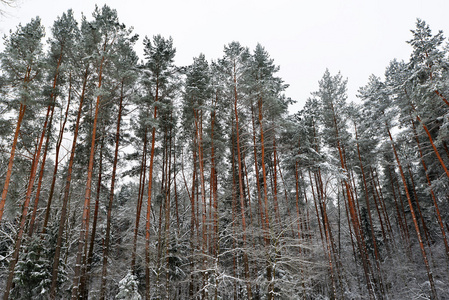 森林覆盖着雪
