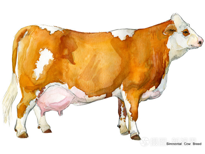 牛水彩画插图. 挤奶牛种. 西明文c
