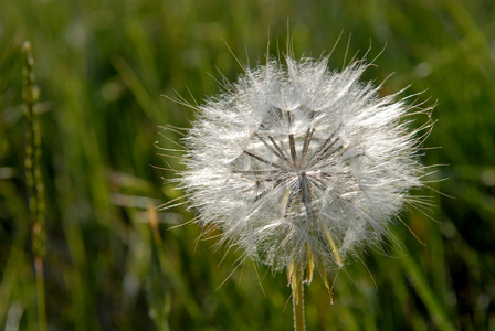 蓬松的 dandelion特写