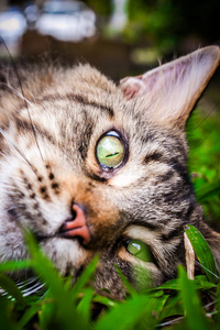缅因州库恩黑斑猫，绿眼睛躺在上面