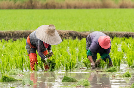 食物 收获 自然 培养 乡村 种族 生长 草地 中国人 农民