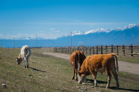 农事 牛奶 哺乳动物 国家 奶牛 动物 环境 吃草 阿尔卑斯山