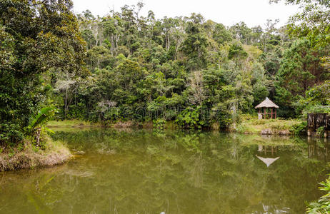 马达加斯加的Andasibe雨林