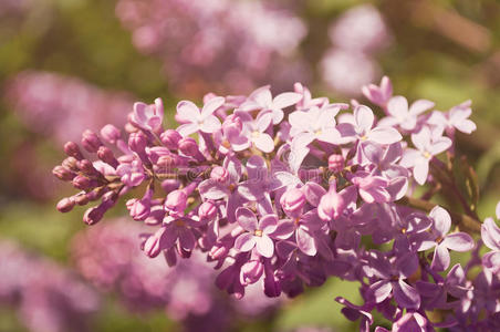 丁香花枝