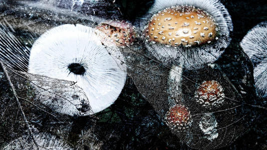aminita孢子 蘑菇 麝香 真菌 纹理 树叶 打印 覆盖 骨架 森林摄影图