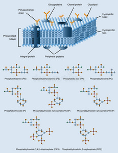 细胞 医疗保健 酸的 细胞质 分子 生物学 糖蛋白 流体