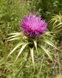 苏格兰 自然 植物学 保护 尖峰 植物区系 花头 粉红色