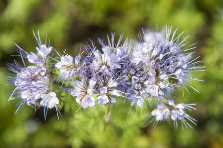 花瓣 蜜蜂 夏天 粉红色 花粉 季节 花坛 草本植物 花园