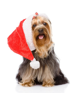 约克郡猎犬戴着红色圣诞老人帽。白色隔离