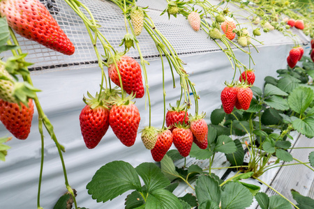 草莓栽培的植物