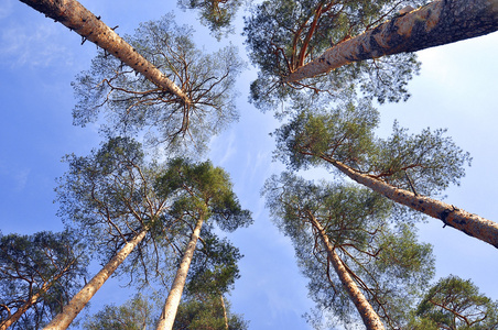 俄罗斯的松树可以到达天空和云
