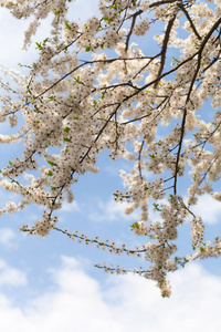 苹果开花的树枝