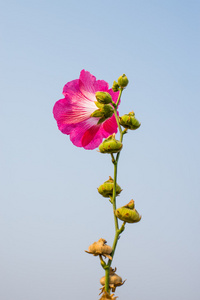 花粉红色绽放着天空背景图片