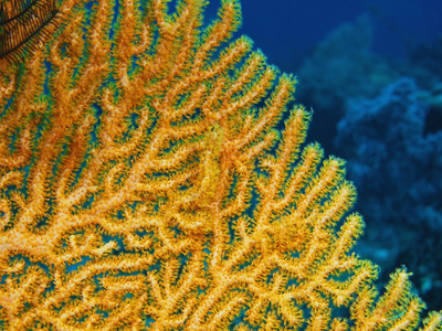 柳珊瑚，巴厘岛，佩母德兰