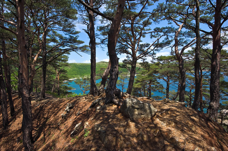 松树上野生海岸图片