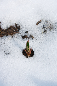 从真正的雪出来的郁金香花