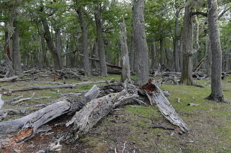 倒下的树木上拉戈布兰科岸图片