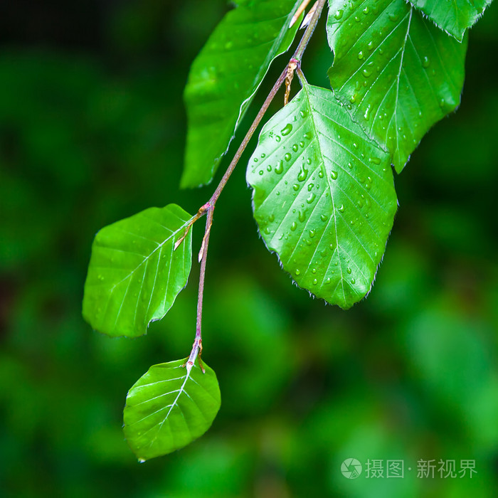 桤木枝绿色的叶子