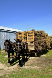 一组马 hayrack 拉成捆的燕麦